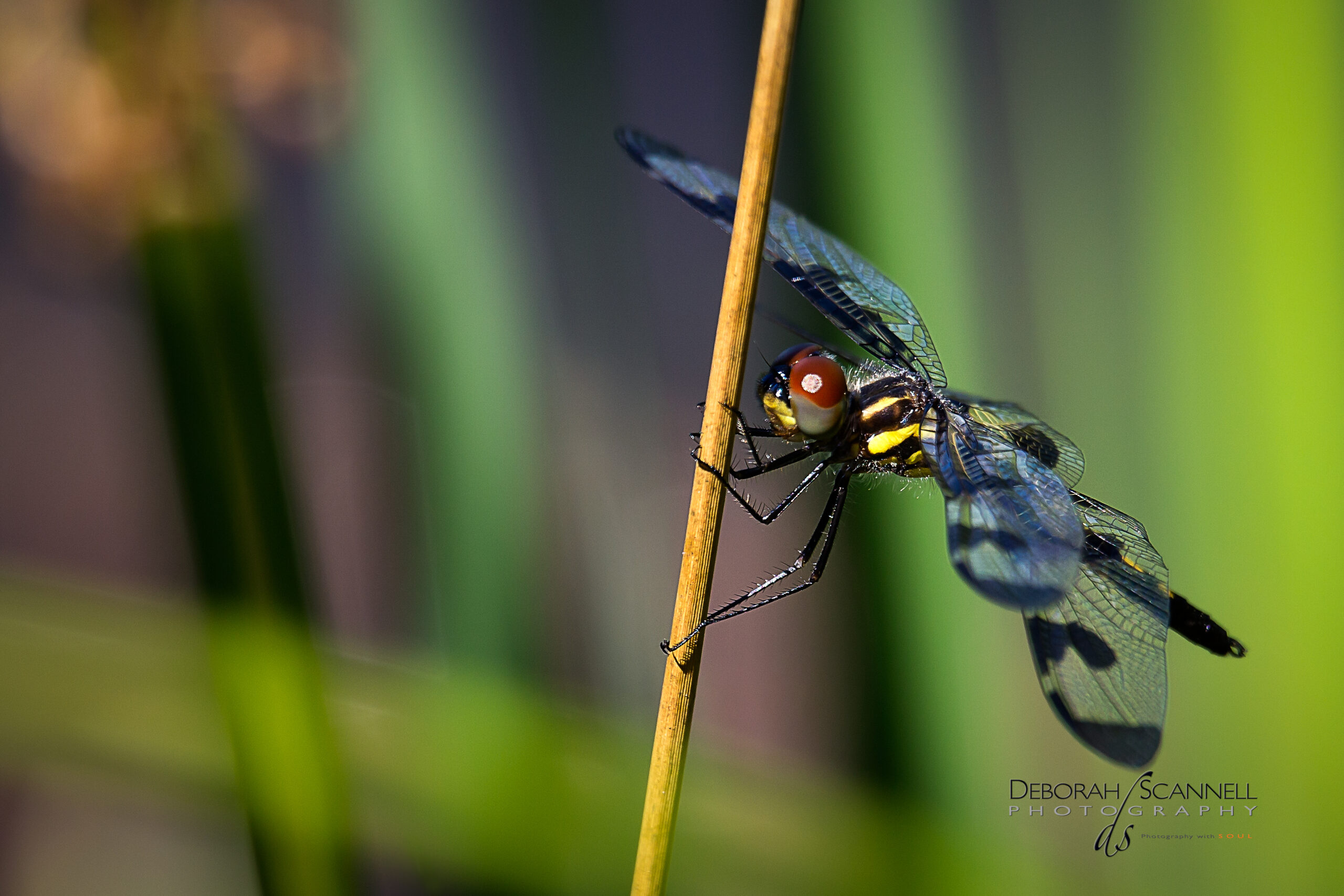 Dragonfly on a Reed