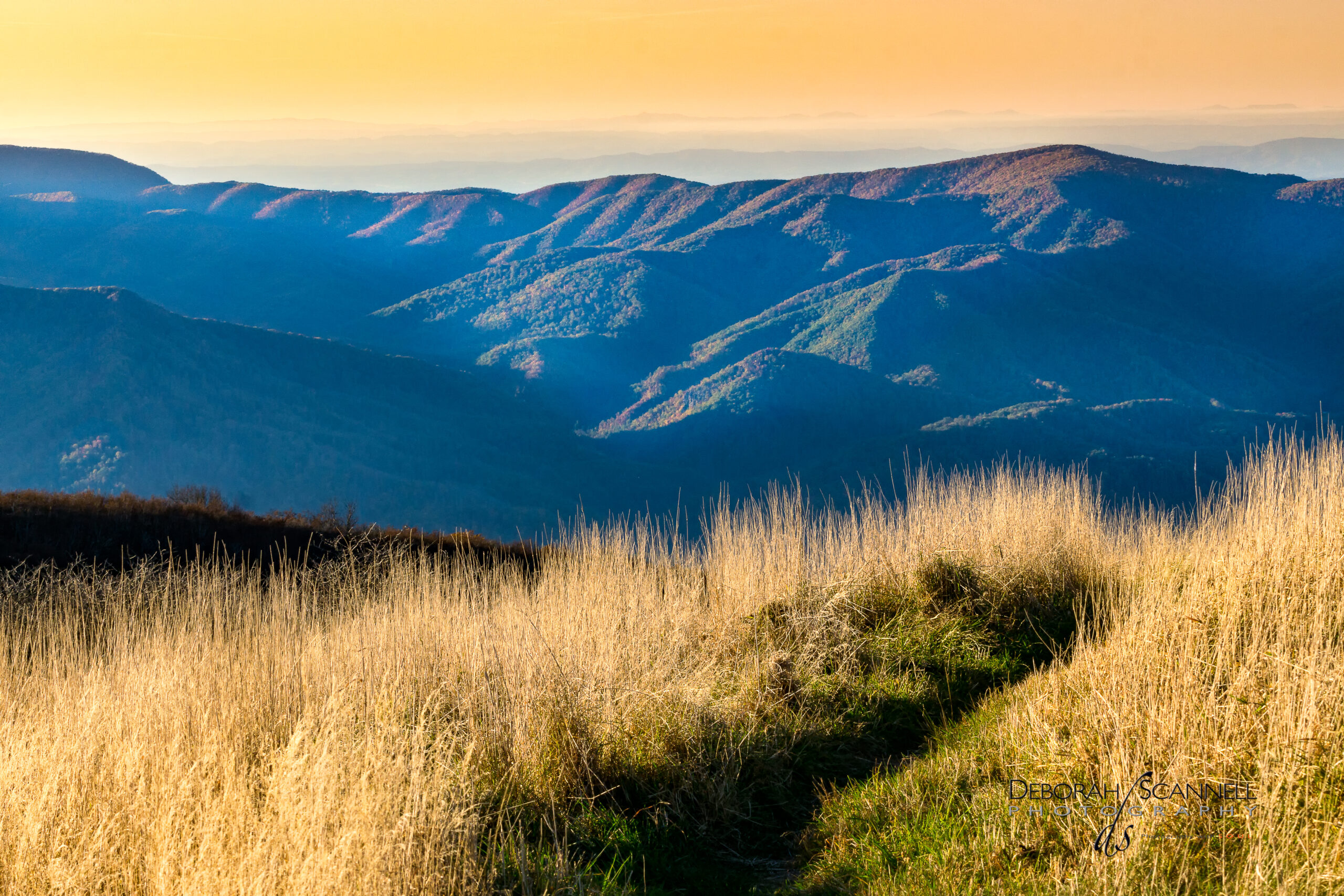 Golden Moments at the Bald